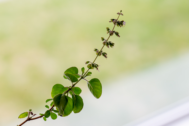 What is Tulsi Holy Basil And Benefits And How To Steep Tulsi Tea